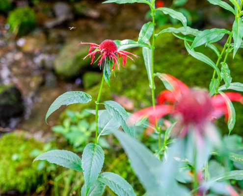WilesCreek_BeeBalm_Travis Bordley_20200805-DSC06687-2