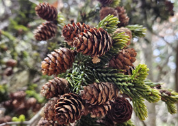 spruce cones
