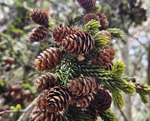 20260326_130508 spruce cones