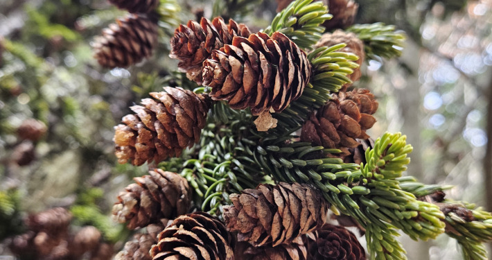 spruce cones