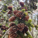 spruce cones