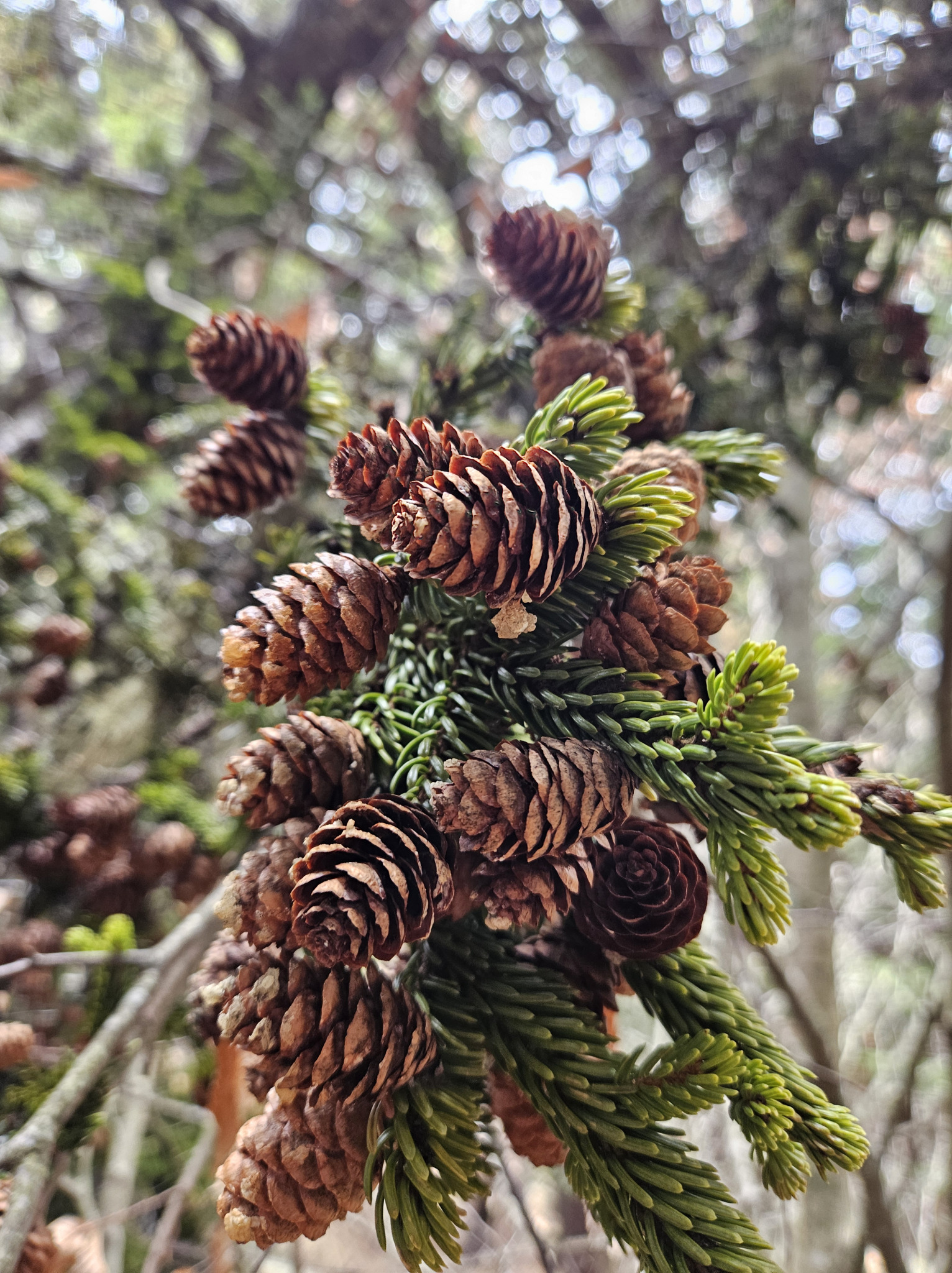 spruce cones