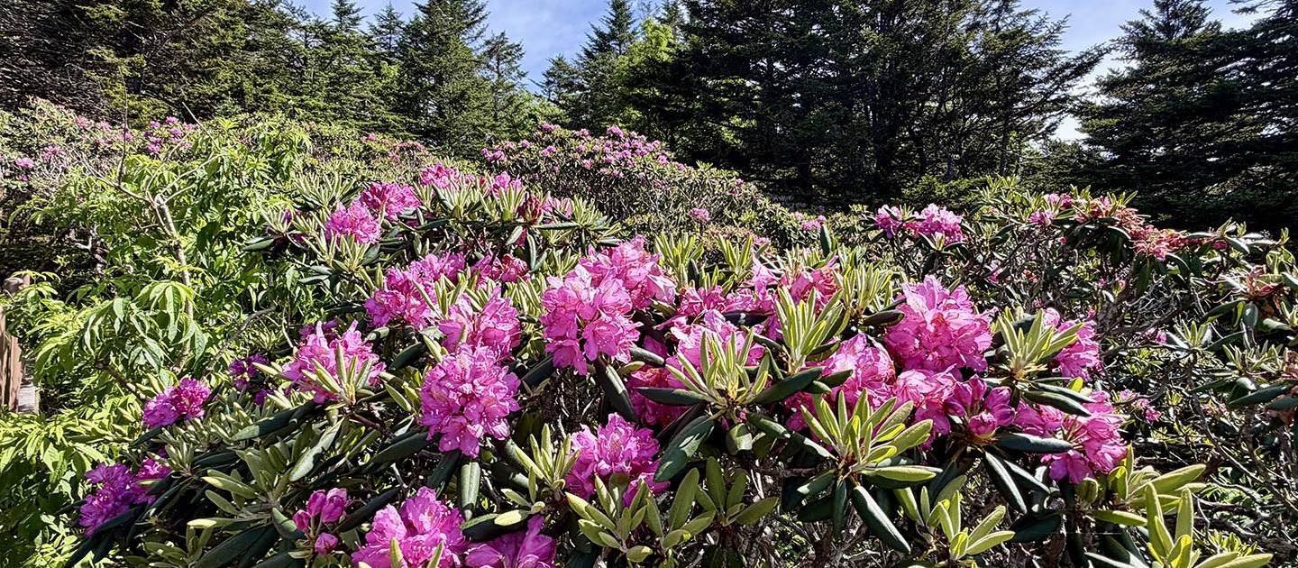 Rhodo Blooms