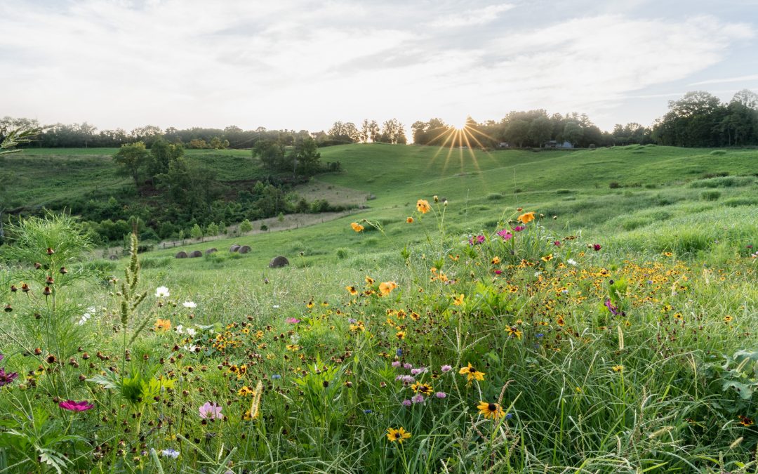 Vote Yes for Open Space Funding in Buncombe County
